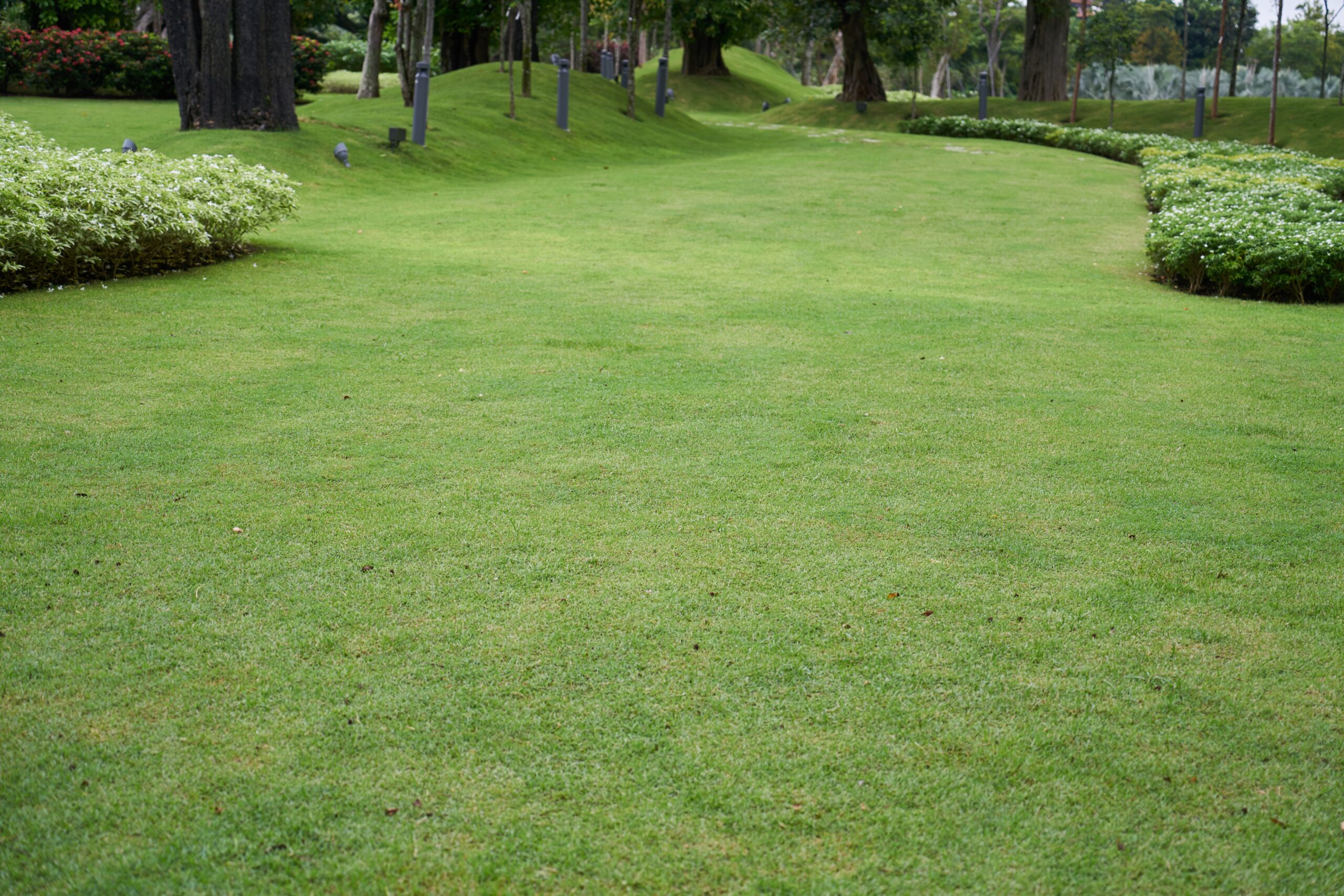 grass types for landscaping in Canada