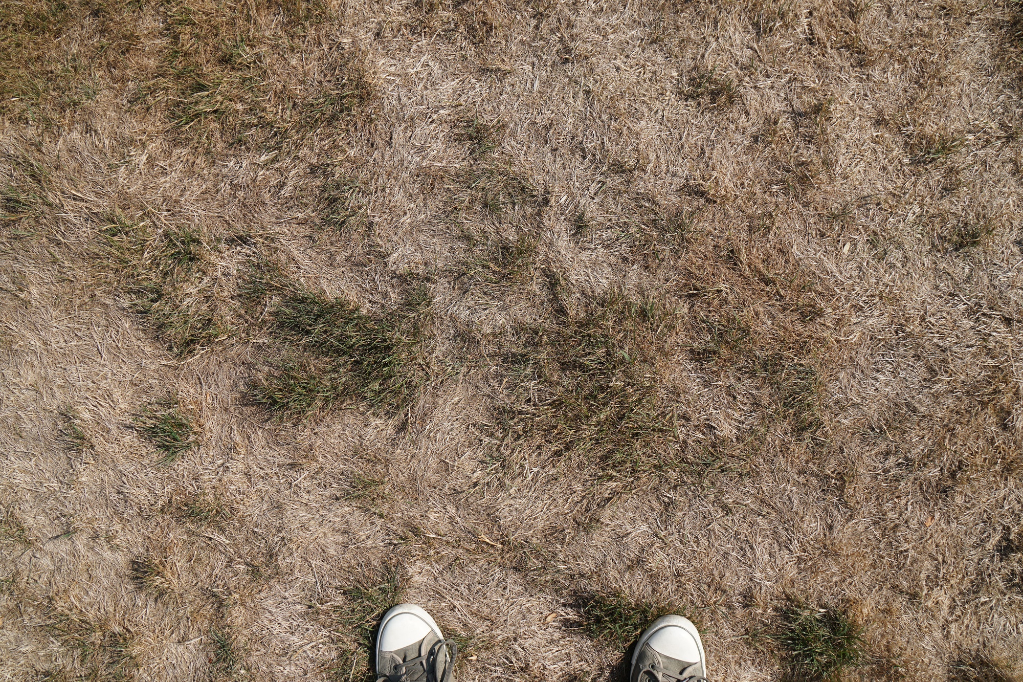 Revive your lawn after winter